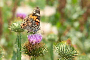 Beautiful summer butterfly sitting on a purple flower