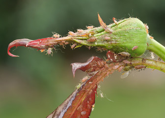 Rosenknospe, befallen von der Großen Rosenblattlaus; Macrosiphum rosae