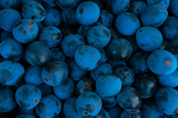 Background made of dark blue blackthorn, top view - obrazy, fototapety, plakaty