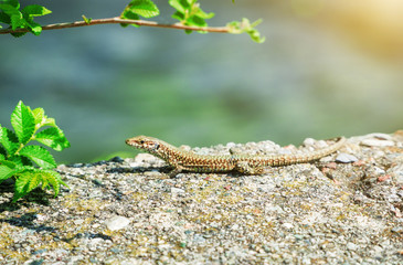 The little lizard basks in the sun.