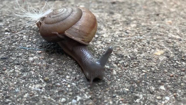 Snail with bird feather stuck to his back crawling towards the camera.