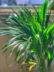 palm leaves