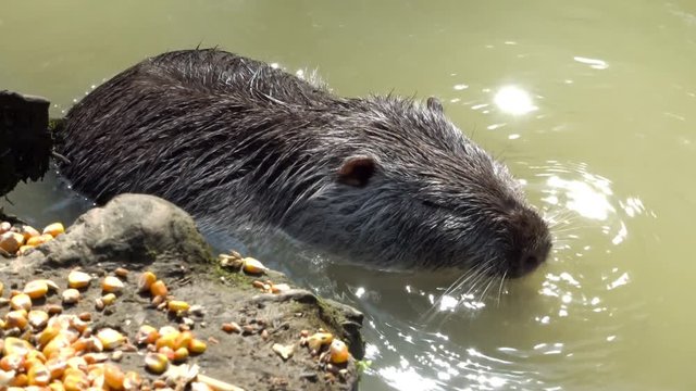 The beaver in the river or pond gnaws food and washes. The beaver swims in the water. The beaver sits in the pond