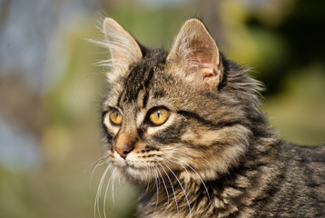 Obraz premium Cute cat outdoor in summer