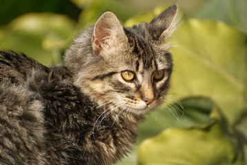 Cute kitten outdoor in summer 