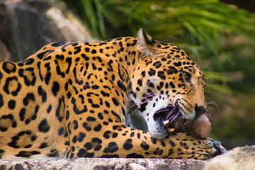 Jaguar