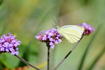 underside of male large white butterfly, Pieris brassicae, , on purple verbena blossom