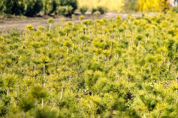 Young, bright green pine trees in a nursery near Zundert, The Netherlands