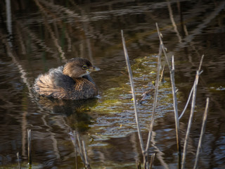 little Grebe bird in water