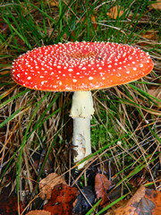 poisonous red mushroom fly agaric in the mixed autumn forest