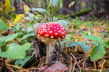 poisonous mushroom red fly agaric in autumn mixed forest