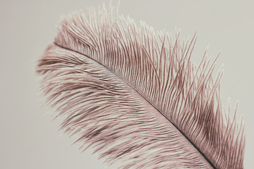 Single ostrich feather on white background.