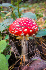 poisonous red mushroom fly agaric in the mixed autumn forest