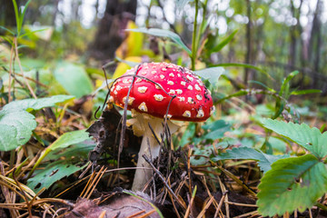 poisonous red mushroom fly agaric in the mixed autumn forest