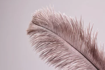 Keuken spatwand met foto Single ostrich feather on white background. © exienator
