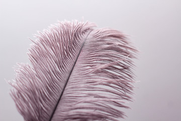 Single ostrich feather on white background.