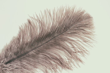 Single ostrich feather on white background.