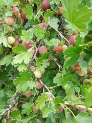 Obraz premium red berries on branch
