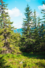 Fototapeta na wymiar beautiful mountain landscape, through the tops of the pines