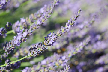 Selective focus on lavender flower. Plant background. Close up. 