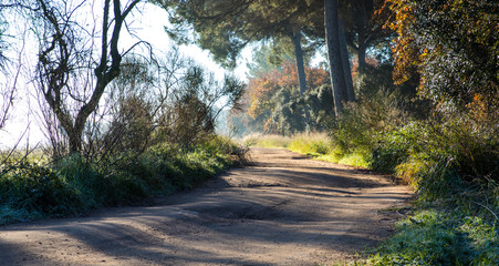 Off-road track in the woods on winter morning