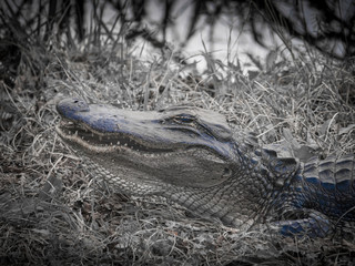 Big alligator on ground near water