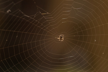 Small spider in it's web on brown background.