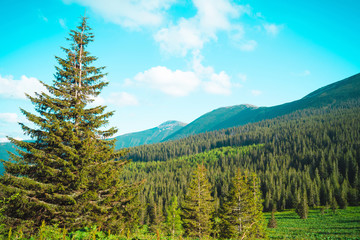 beautiful mountain landscape, through the tops of the pines