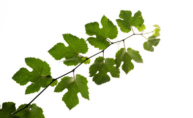 Fototapeta premium The texture of a grape vine isolated on a white background.