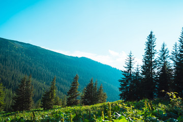 beautiful mountain landscape, through the tops of the pines