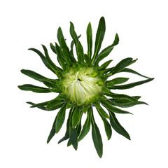 Top  view of single lilac Chinese Aster flower bud, isolated on a white background.