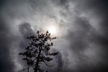 Dark tree with a cloudy background