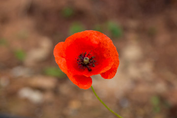 Flower of red poppy. Wild mountain flower. Red poppy, nature of southern countries