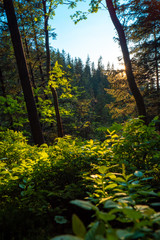 sunny forest landscape at sunset