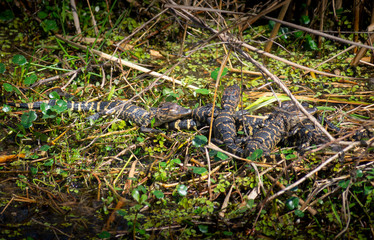 Little baby alligator in water