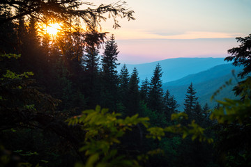 beautiful mountain landscape, through the tops of the pines