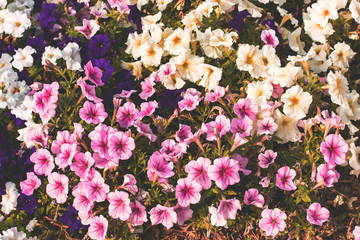 vintage style toning photography of colorful bright and dark pink and white flowers natural background from above 