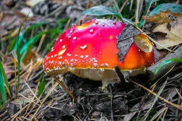 poisonous mushroom red fly agaric in autumn mixed forest