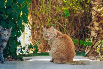 calm domestic red cat portrait sit back to camera on garden natural environment and looks around  © Artem Kniaz