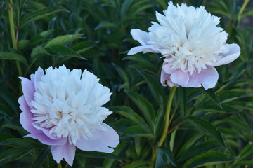 The bushes of flowers of Peonies in the world