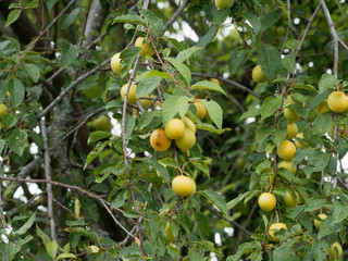 (Prunus domestica) Süße kleine Grünlich gelb  Mirabellenfrüchte am Baum