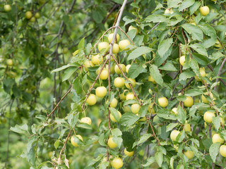 Süße kleine Grünlich gelb Mirabellenfrüchte am Baum. (Prunus domestica)