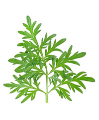 Fresh wormwood twig isolated on a white background