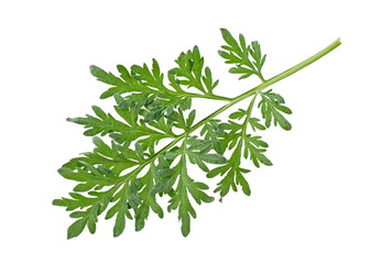 Sprig of medicinal wormwood on a white background. Sagebrush sprig. Artemisia, mugwort.
