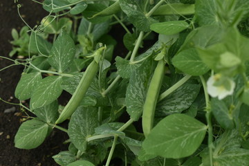 Green peas (pods) in the garden.