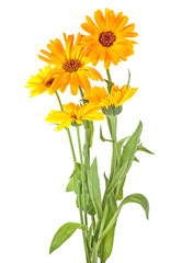 Marigold flowers with green leaves isolated on a white background. Calendula flowers. - obrazy, fototapety, plakaty