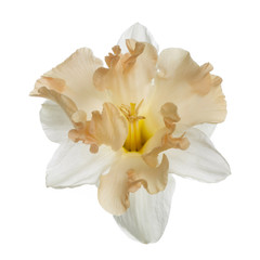 Japanese narcissus flower isolated on white background.