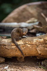 Common dwarf mongoose in Kruger National park, South Africa ; Specie Helogale parvula family of Herpestidae