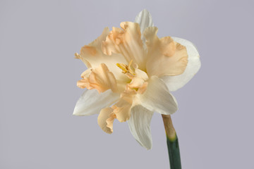Japanese narcissus flower isolated on gray background.