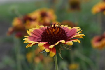 Gailardia is an annual plant for the garden.